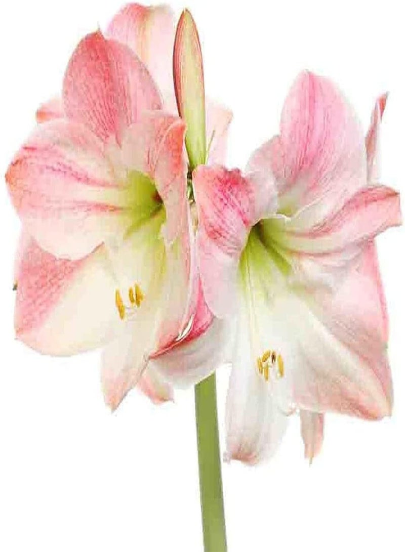 GGOOT 2pcs Rot Weiß Rosa Amaryllis Zwiebeln Zum Pflanzen von Amaryllis Zwiebeln im Topf für Zuhause Pflanzen Garten Balkon Dekoration mit frischem Geruch - Image 3