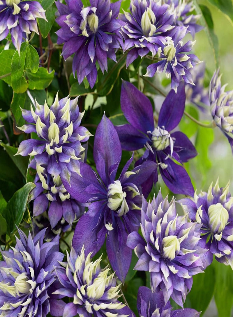 GGOOT Flower Seeds,50Pcs/Bag Taiga Clematis Vine Seeds Bright Color Good Harvest Bonsai Garden Flower Seeds for Home Purple - Image 5