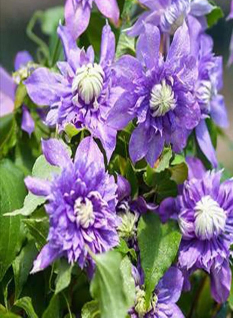 GGOOT Flower Seeds,50Pcs/Bag Taiga Clematis Vine Seeds Bright Color Good Harvest Bonsai Garden Flower Seeds for Home Purple - Image 3