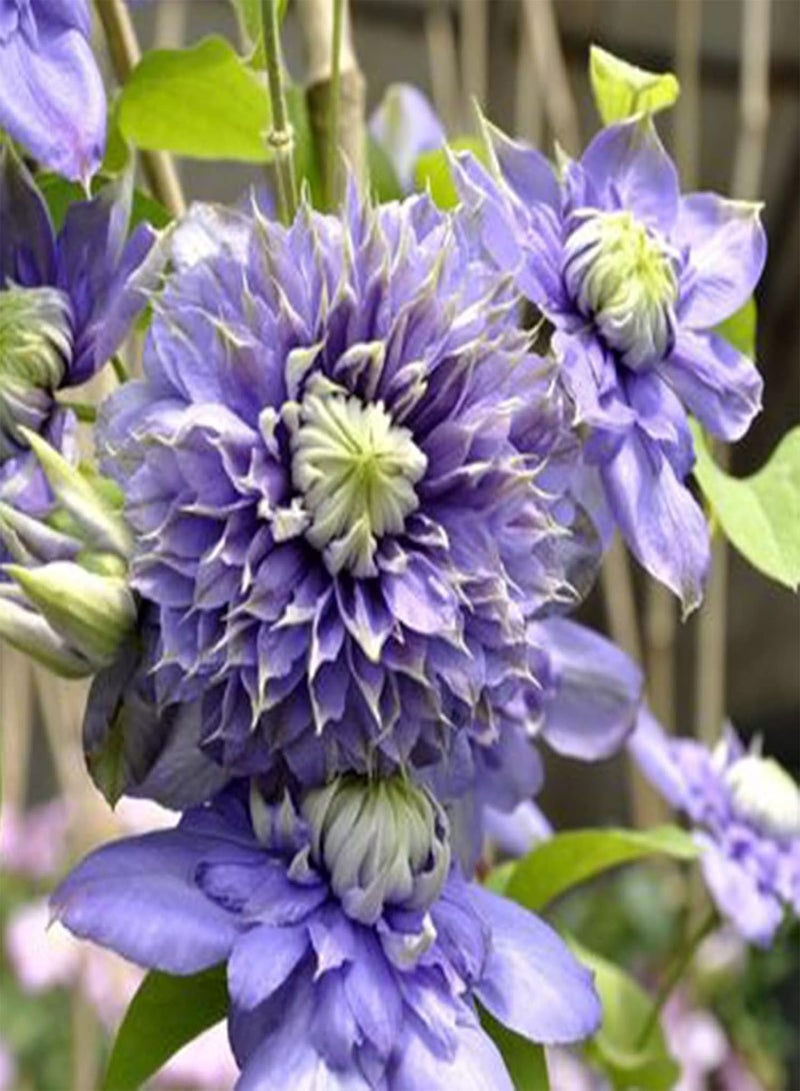 GGOOT Flower Seeds,50Pcs/Bag Taiga Clematis Vine Seeds Bright Color Good Harvest Bonsai Garden Flower Seeds for Home Purple - Image 2