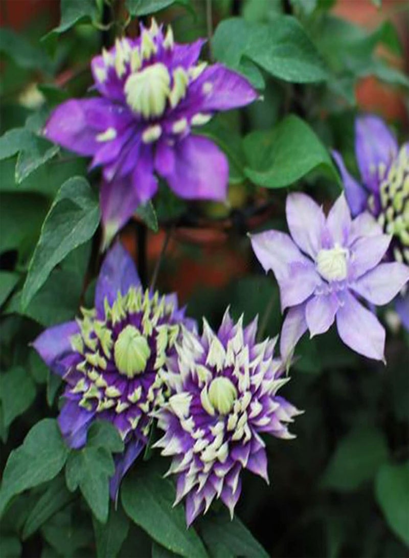 GGOOT Flower Seeds,50Pcs/Bag Taiga Clematis Vine Seeds Bright Color Good Harvest Bonsai Garden Flower Seeds for Home Purple - Image 4
