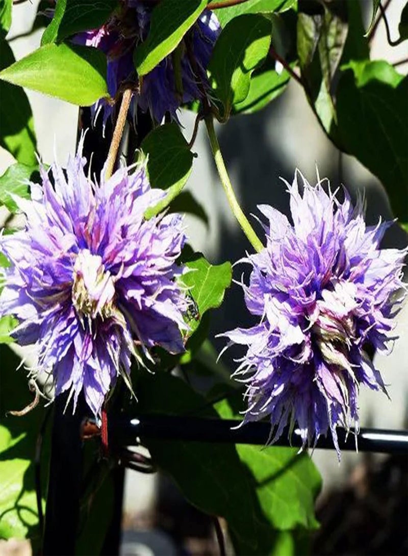 GGOOT Flower Seeds,50Pcs/Bag Taiga Clematis Vine Seeds Bright Color Good Harvest Bonsai Garden Flower Seeds for Home Purple - Image 1