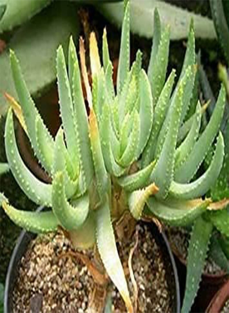 GGOOT Aloe Ramosissima Succulent Seeds