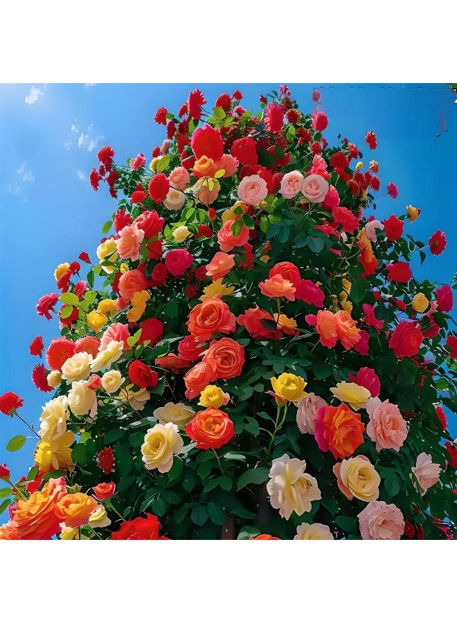 500 قطعة من بذور الورد المتسلق بألوان مختلطة للزراعة في الهواء الطلق، بذور الكرمة المزخرفة، زهور متسلقة مذهلة، نمو الورد، ورود جميلة - Image 1