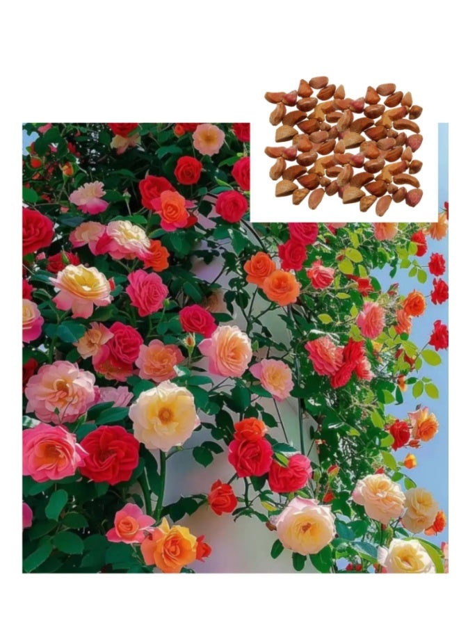 500 قطعة من بذور الورد المتسلق بألوان مختلطة للزراعة في الهواء الطلق، بذور الكرمة المزخرفة، زهور متسلقة مذهلة، نمو الورد، ورود جميلة - Image 2