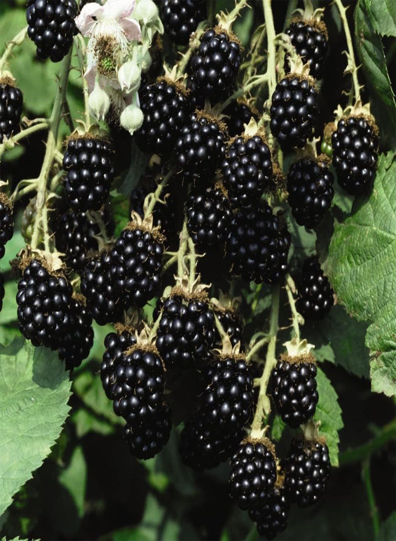 GGOOT BlackBerry Fruit Plants Ready to Plant Bush 'Loch Ness' Self Fertile Rubus fruticosus Hardy Shrub Easy to Grow Your Own Outdoor Garden Flower Plants 1x 2 Litre Potted Plant by seeds - Image 1