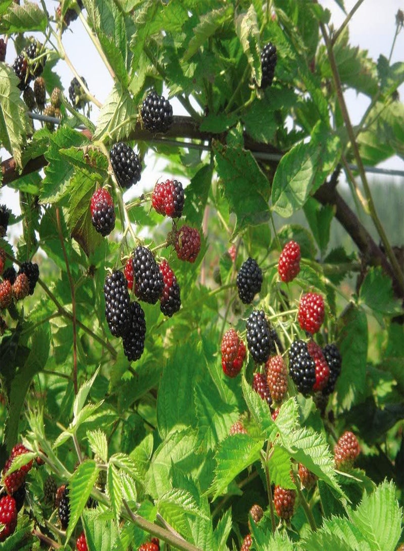 GGOOT BlackBerry Fruit Plants Ready to Plant Bush 'Loch Ness' Self Fertile Rubus fruticosus Hardy Shrub Easy to Grow Your Own Outdoor Garden Flower Plants 1x 2 Litre Potted Plant by seeds - Image 3