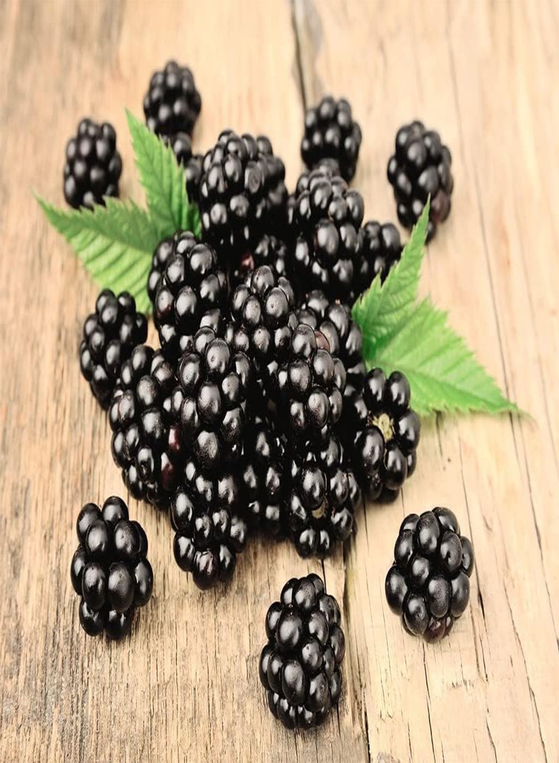 GGOOT BlackBerry Fruit Plants Ready to Plant Bush 'Loch Ness' Self Fertile Rubus fruticosus Hardy Shrub Easy to Grow Your Own Outdoor Garden Flower Plants 1x 2 Litre Potted Plant by seeds - Image 2