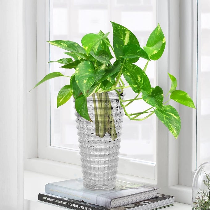 GLASS ROUND RIB FLOWER VASE | MONEY PLANT POT | WITHOUT FLOWER/MONEY PLANT (HEAVY WEIGHT - CRYSTAL CLEAR 8 X 4 INCH)