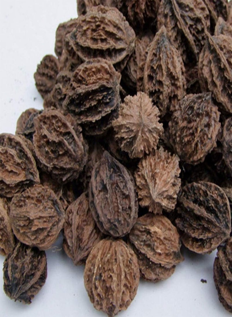 جي جوت 2 قطعة بذور شجرة الجوز المغذية، نباتات بونساي سهلة النمو في المنزل للزراعة في الحديقة والفناء الخارجي مقاس واحد - Image 2