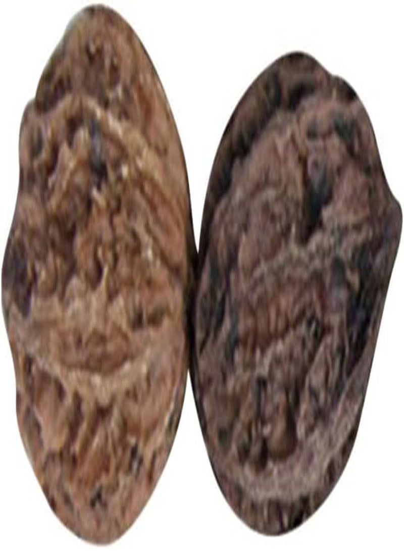 جي جوت 2 قطعة بذور شجرة الجوز المغذية، نباتات بونساي سهلة النمو في المنزل للزراعة في الحديقة والفناء الخارجي مقاس واحد - Image 1