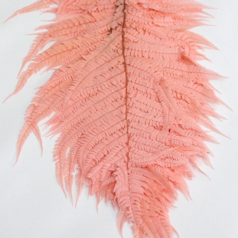 Bluejw Nordic Style Dried Fern Leaf Decoration – Preserved Real Fern for Valentine's Day, Wedding, and Home Decor - Image 1