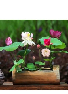 Generic 60 Pcs Mixed Bonsai Lotus Flower Seeds Mixed Color Water Lily Flower Plant Fresh Garden Seeds,for Growing Seeds in The Garden  - Image 3