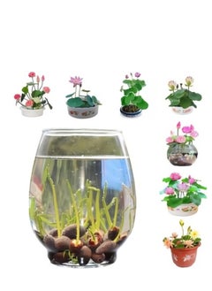 Generic 60 Pcs Mixed Bonsai Lotus Flower Seeds Mixed Color Water Lily Flower Plant Fresh Garden Seeds,for Growing Seeds in The Garden  - Image 2