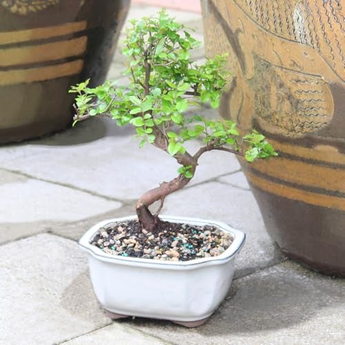 Brussel's Bonsai Live Chinese Sweet Plum Bonsai Tree - 5 Years, 6 to 10 in - Indoor Bonsai in Ceramic Bonsai Pot - Image 5