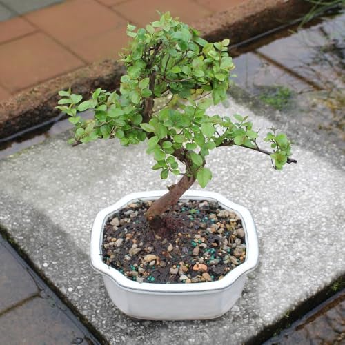 Brussel's Bonsai Live Chinese Sweet Plum Bonsai Tree - 5 Years, 6 to 10 in - Indoor Bonsai in Ceramic Bonsai Pot - Image 4