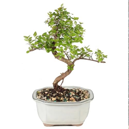 Brussel's Bonsai Live Chinese Sweet Plum Bonsai Tree - 5 Years, 6 to 10 in - Indoor Bonsai in Ceramic Bonsai Pot - Image 1