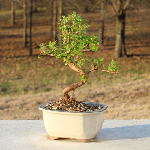 Brussel's Bonsai Live Chinese Sweet Plum Bonsai Tree - 5 Years, 6 to 10 in - Indoor Bonsai in Ceramic Bonsai Pot - Image 3