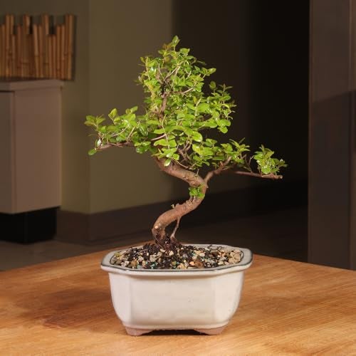 Brussel's Bonsai Live Chinese Sweet Plum Bonsai Tree - 5 Years, 6 to 10 in - Indoor Bonsai in Ceramic Bonsai Pot - Image 2