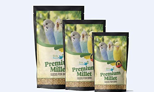 BirdsNature طعام طيور بذور الكنغو الصفراء الممتازة من بيردز ناتشر لطائر الكوكتيل، الفضة، الفنش، المونيا، الباركيت، الببغاوات، السمان، العصافير الأمريكية الأصلية، الحمام، التوهي، الجونكوس، والكاردينال. (1000غ) - Image 1