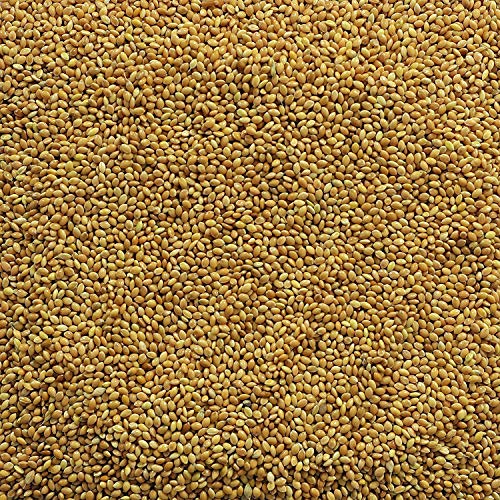 BirdsNature طعام طيور بذور الكنغو الصفراء الممتازة من بيردز ناتشر لطائر الكوكتيل، الفضة، الفنش، المونيا، الباركيت، الببغاوات، السمان، العصافير الأمريكية الأصلية، الحمام، التوهي، الجونكوس، والكاردينال. (1000غ) - Image 3
