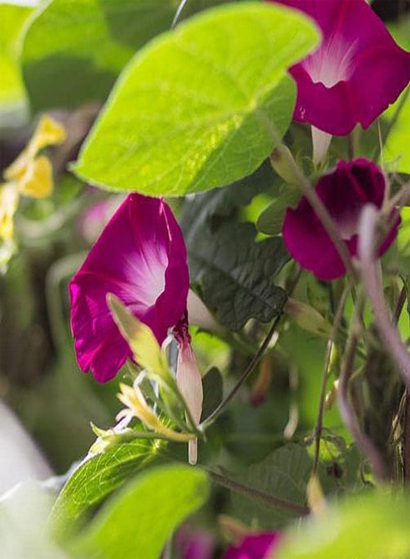 GGOOT 100pcs Morning Glory Seeds Beautiful Pink Flower for Outdoor Garden Planting Don't Need Much Care Has Ornamental Value and Economic Value - Image 2