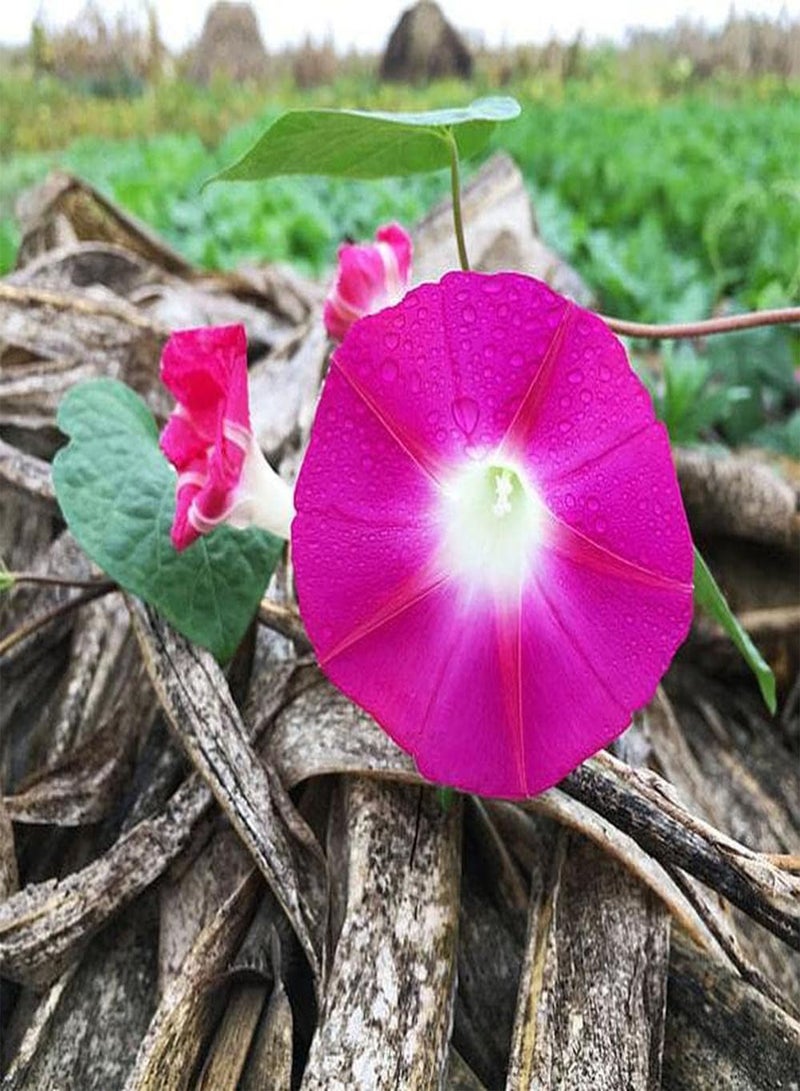 GGOOT 100pcs Morning Glory Seeds Beautiful Pink Flower for Outdoor Garden Planting Don't Need Much Care Has Ornamental Value and Economic Value - Image 3