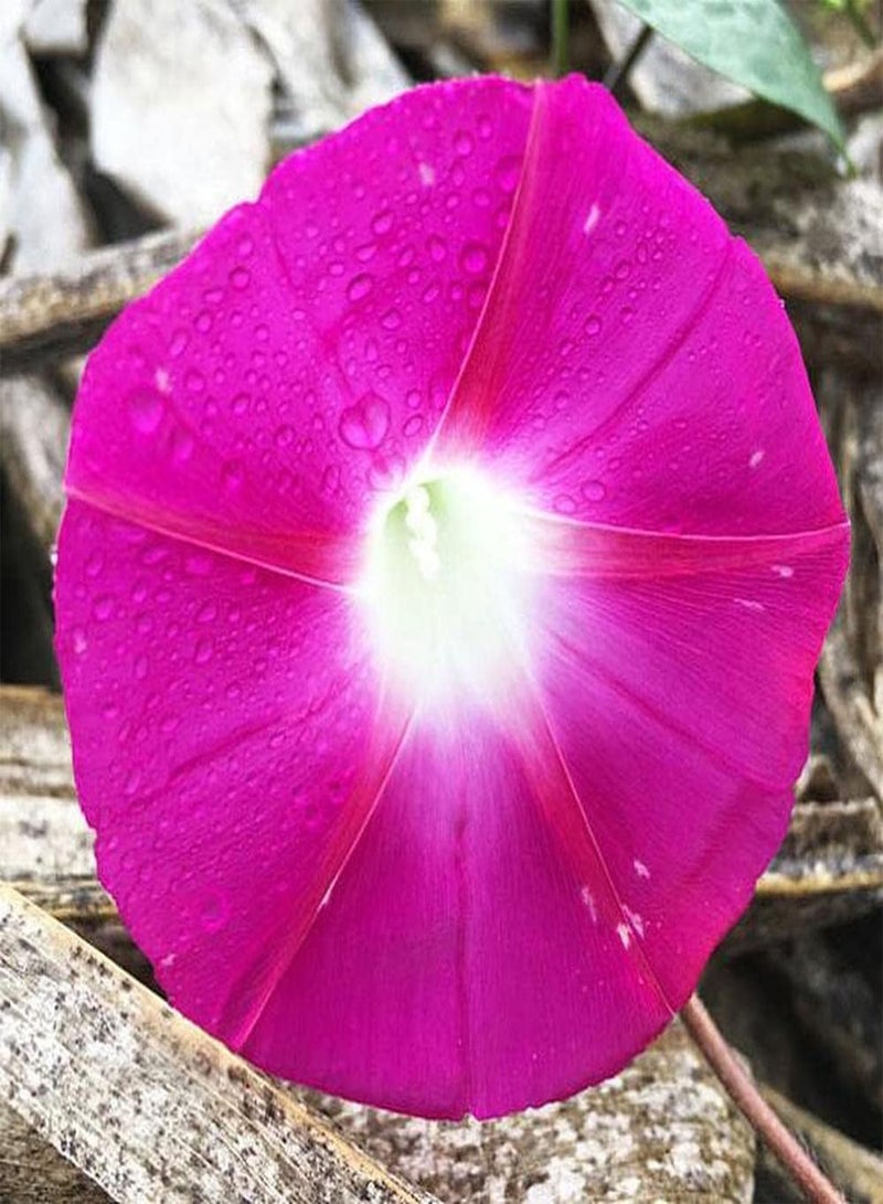 GGOOT 100pcs Morning Glory Seeds Beautiful Pink Flower for Outdoor Garden Planting Don't Need Much Care Has Ornamental Value and Economic Value - Image 1