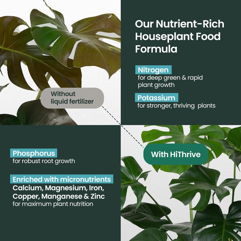 HiThrive 16oz Houseplant Fertilizer, All Purpose Indoor Plant Food - Makes 87+ Gallons, Plant Food for Houseplants - Fiddle Leaf Fig Tree, Pothos & More, 6-2-4 NPK, Concentrated Fertilizer for Indoor Plants - Image 4