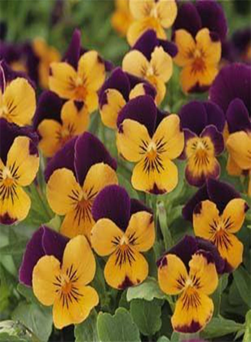 جي جوت 100 بذرة من مشروب فيولا سوربيه إكس بي أورانج جمب أب