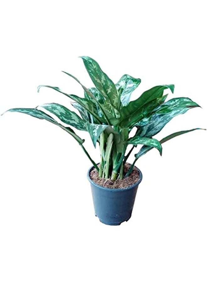 Dubai Garden Centre Aglaonema Mix Indoor Plant
