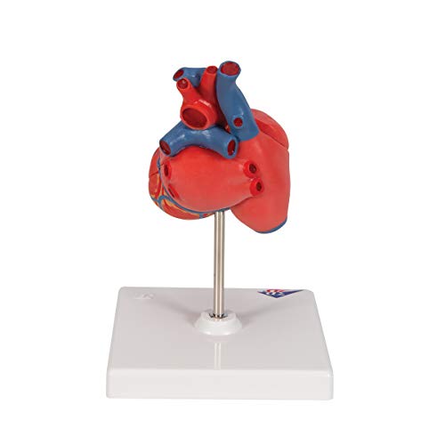 3B Scientific G08 Classic Student-Size Heart 2-part - 3B Smart Anatomy - Image 4