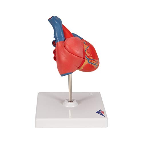 3B Scientific G08 Classic Student-Size Heart 2-part - 3B Smart Anatomy - Image 3