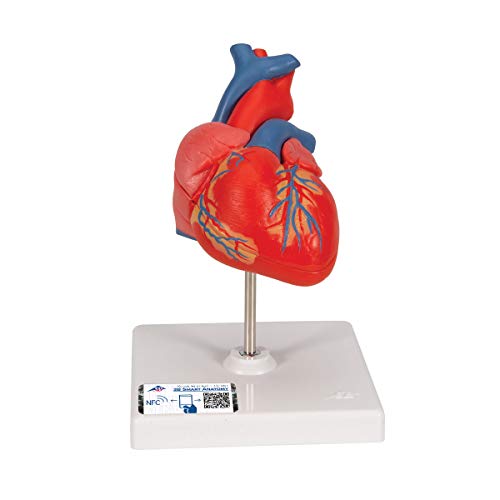 3B Scientific G08 Classic Student-Size Heart 2-part - 3B Smart Anatomy - Image 1