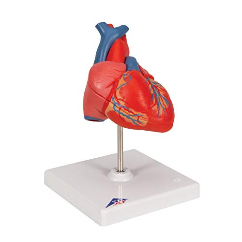 3B Scientific G08 Classic Student-Size Heart 2-part - 3B Smart Anatomy - Image 2