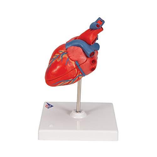 3B Scientific G08 Classic Student-Size Heart 2-part - 3B Smart Anatomy - Image 5