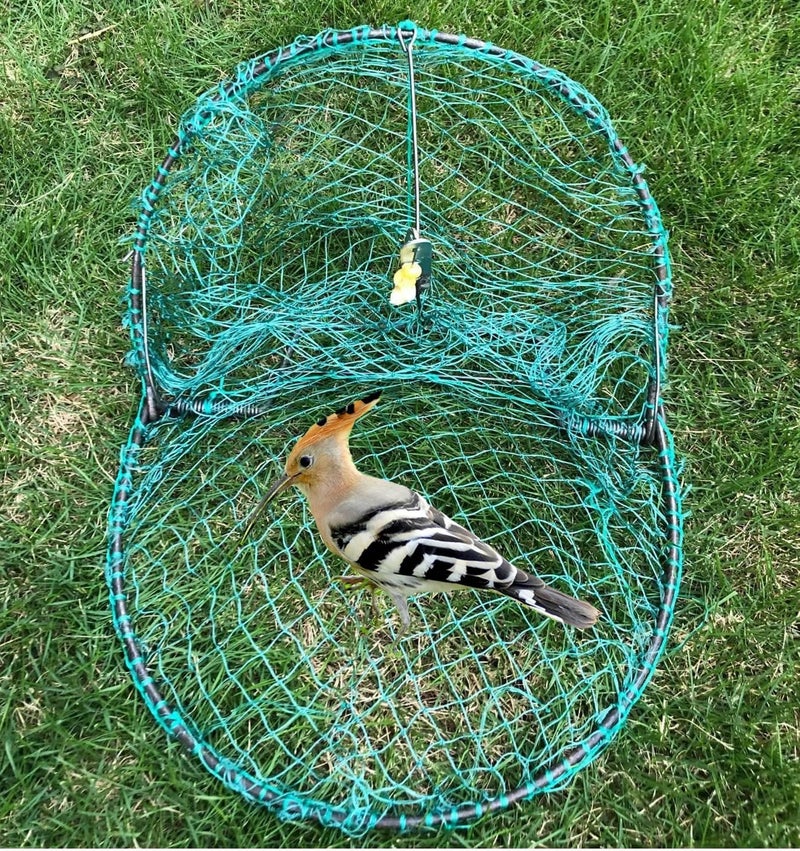 Alemon 12“ Bird, Pigeon, Quail Humane Live Trap Hunting Bird Trap, with Trap Installation Instruction - Image 5