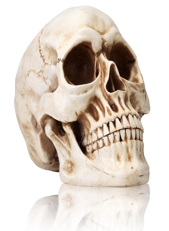 KatchOn, Life Size Human Skull Model 1:1 - Realistic Halloween Human Skull Replica Model | Resin Skull Head Props for Outdoor Halloween Decorations for Home | Skull Decorations Indoor - Image 1