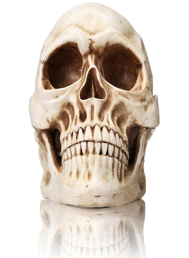 KatchOn, Life Size Human Skull Model 1:1 - Realistic Halloween Human Skull Replica Model | Resin Skull Head Props for Outdoor Halloween Decorations for Home | Skull Decorations Indoor - Image 3