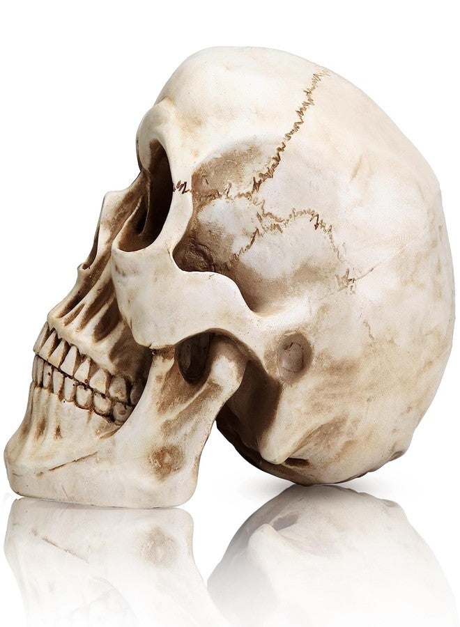 KatchOn, Life Size Human Skull Model 1:1 - Realistic Halloween Human Skull Replica Model | Resin Skull Head Props for Outdoor Halloween Decorations for Home | Skull Decorations Indoor - Image 4