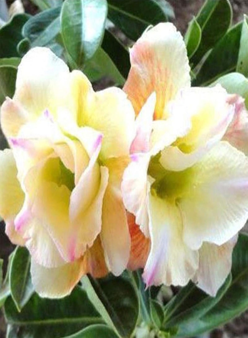 GGOOT Green Plants,20Pcs/Bag Desert Rose Seeds Sweet Easy to Plant Colorful Adenium Obesum Desert Rose Seeds for Office - 5 Desert Rose Seeds - Image 4