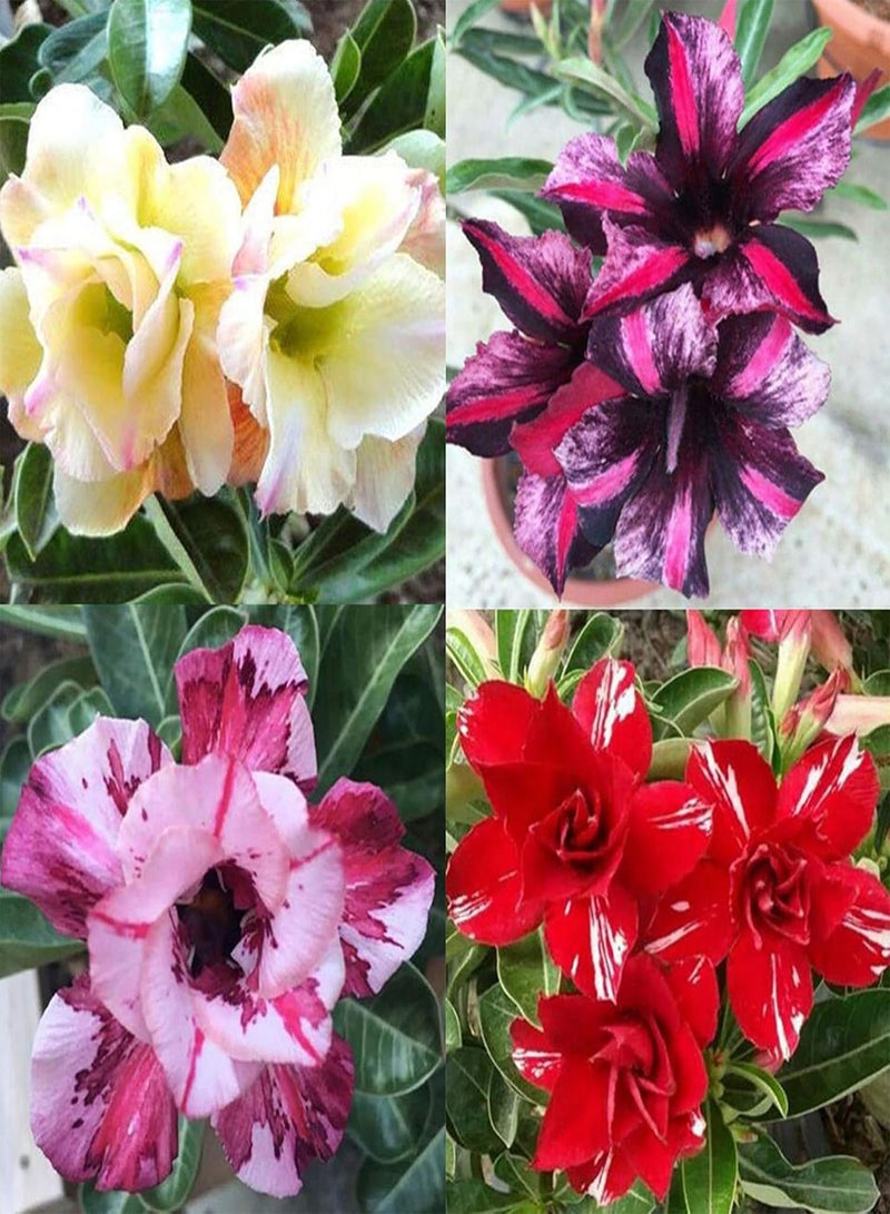 GGOOT Green Plants,20Pcs/Bag Desert Rose Seeds Sweet Easy to Plant Colorful Adenium Obesum Desert Rose Seeds for Office - 5 Desert Rose Seeds - Image 3