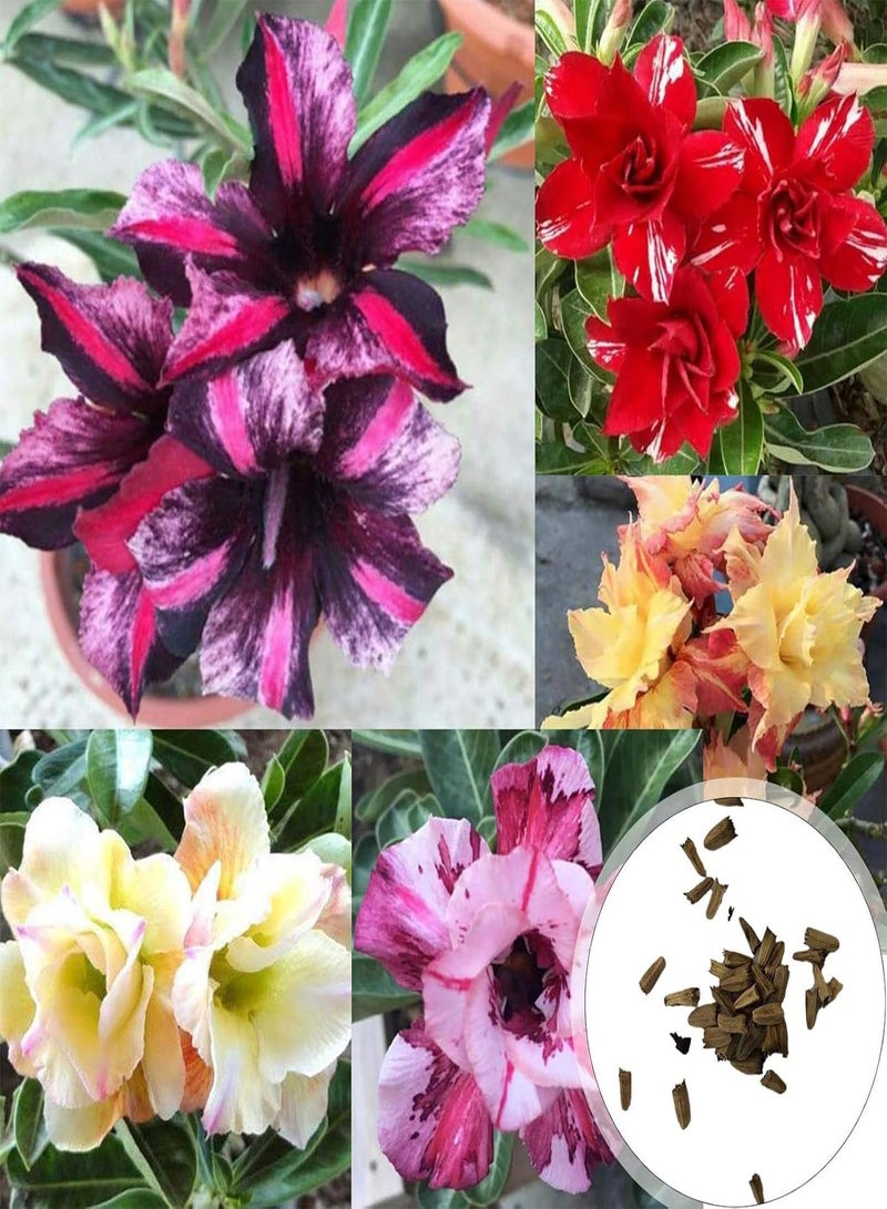GGOOT Green Plants,20Pcs/Bag Desert Rose Seeds Sweet Easy to Plant Colorful Adenium Obesum Desert Rose Seeds for Office - 5 Desert Rose Seeds - Image 2