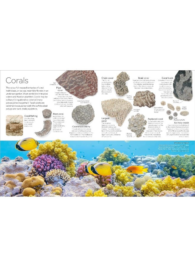 Fossil  - Image 5