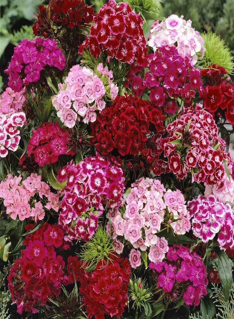 GGOOT 100Pcs Mixed Color Dianthus barbatus Seeds,Sweet William Seeds Perennial Flower for Planting Garden Yard Balcony Indoor Outdoor Seed - Image 3