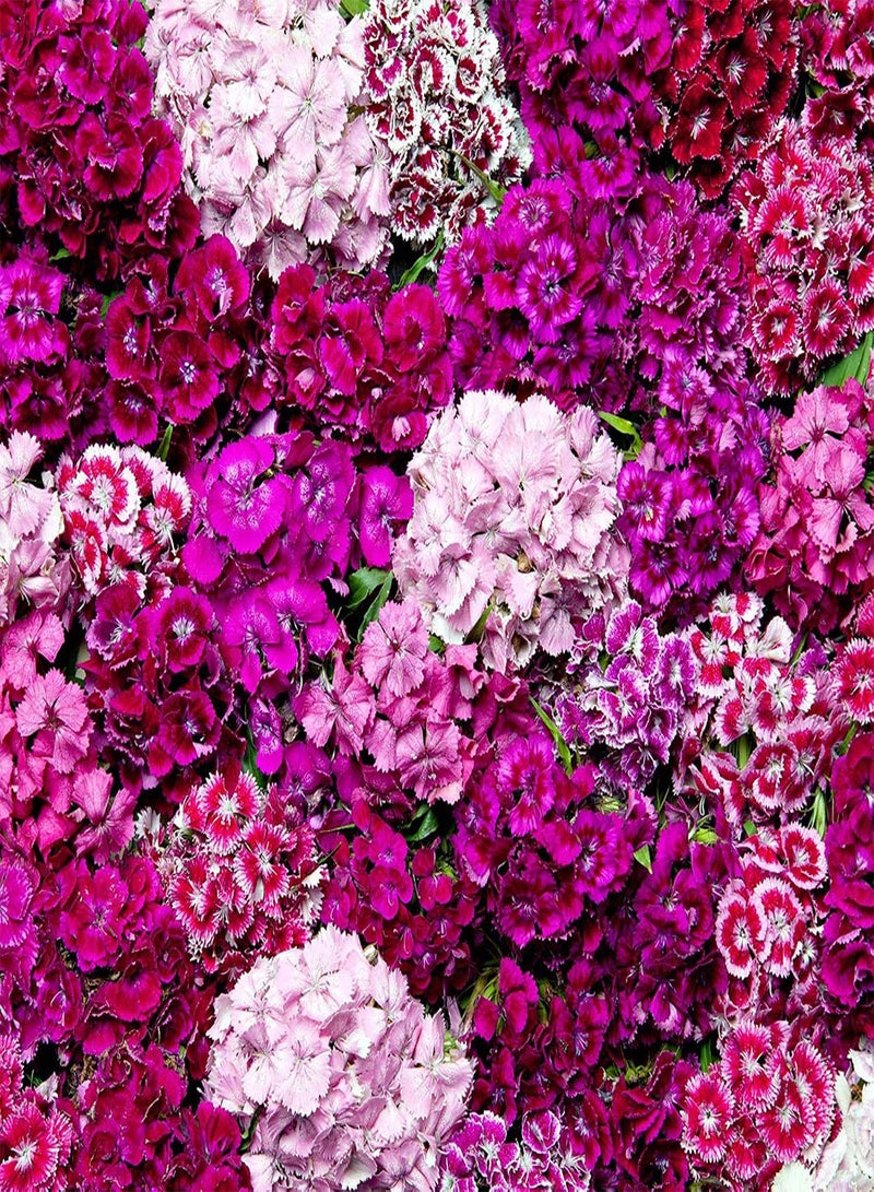 GGOOT 100Pcs Mixed Color Dianthus barbatus Seeds,Sweet William Seeds Perennial Flower for Planting Garden Yard Balcony Indoor Outdoor Seed - Image 5