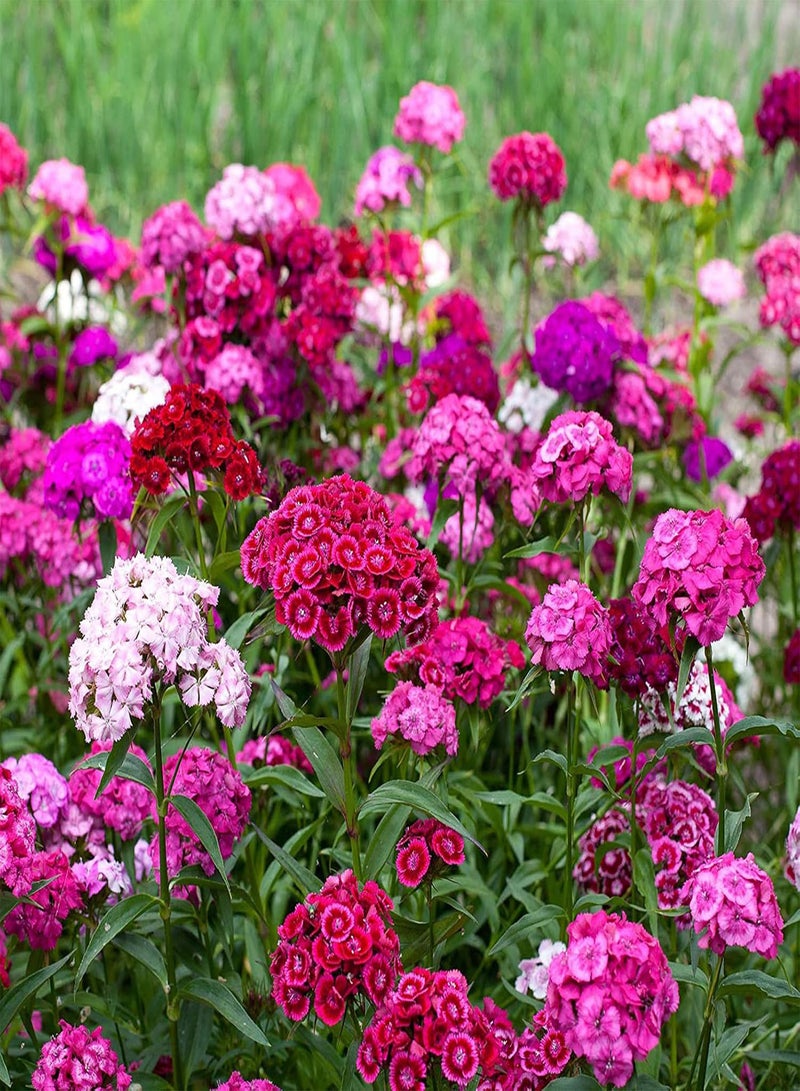 GGOOT 100Pcs Mixed Color Dianthus barbatus Seeds,Sweet William Seeds Perennial Flower for Planting Garden Yard Balcony Indoor Outdoor Seed - Image 4