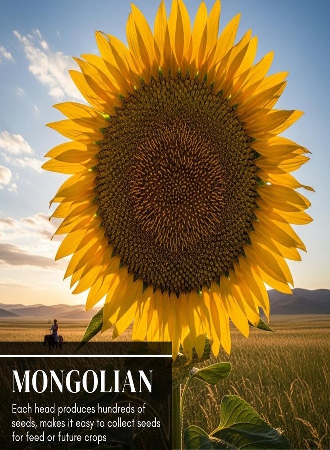 CZ Grain Mongolian Sunflower Seeds - 10 Seeds per Packet, Easy-to-Grow for a Diverse Garden - Image 3