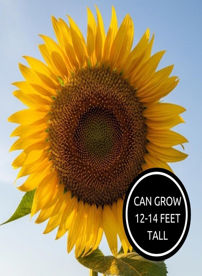 CZ Grain Mongolian Sunflower Seeds - 10 Seeds per Packet, Easy-to-Grow for a Diverse Garden - Image 5