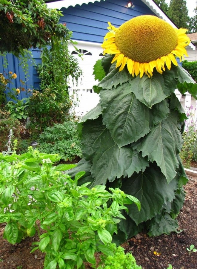 CZ Grain Mongolian Sunflower Seeds - 10 Seeds per Packet, Easy-to-Grow for a Diverse Garden - Image 1
